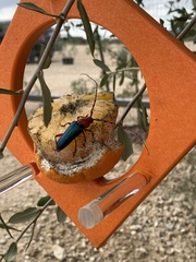 Stenaspis verticalis insignis