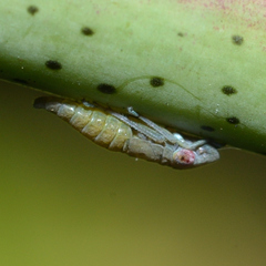 Homalodisca vitripennis