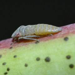 Homalodisca vitripennis