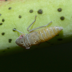 Homalodisca vitripennis