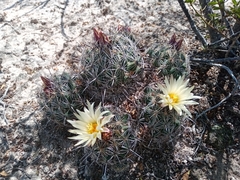 Coryphantha pseudoechinus