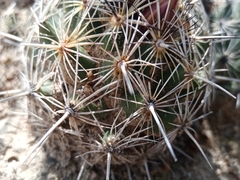 Coryphantha pseudoechinus