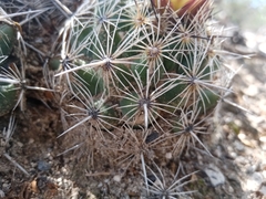 Coryphantha pseudoechinus