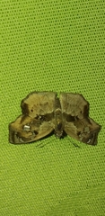 Quadrus lugubris