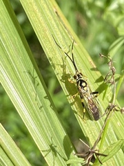 Cratichneumon paratus