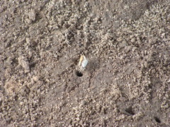 Leptuca leptodactyla