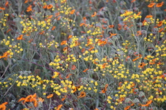 Senecio abruptus