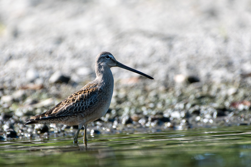 Agujeta escolopácea (Limnodromus scolopaceus)