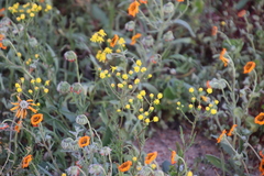 Senecio abruptus