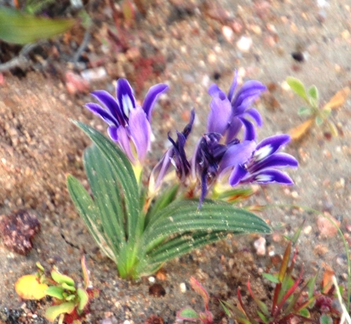 Babiana curviscapa
