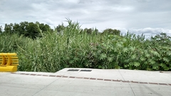 Arundo donax
