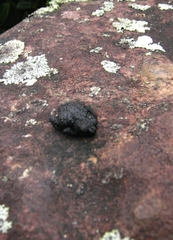 Oreophrynella quelchii