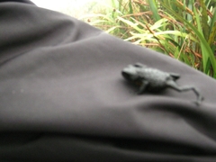 Oreophrynella quelchii