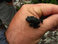 Oreophrynella quelchii