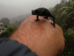 Oreophrynella quelchii