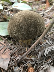 Caloboletus conifericola