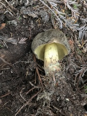 Caloboletus conifericola