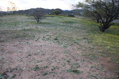 Colchicum capense ciliolatum