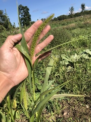 Setaria viridis major