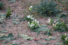 Colchicum capense ciliolatum