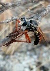 Dasypogon