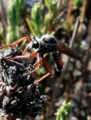 Dasypogon