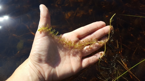 Utricularia image
