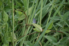 Strymon melinus