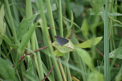 Strymon melinus