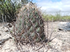Coryphantha salinensis