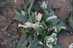 Colchicum capense ciliolatum