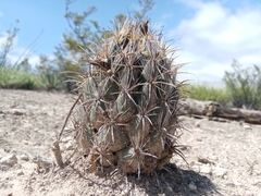 Coryphantha salinensis