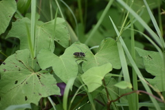 Megachile mendica