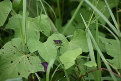 Megachile mendica