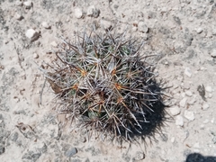 Coryphantha salinensis