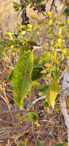 Ouratea hexasperma