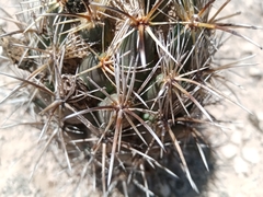 Coryphantha salinensis