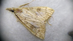 Udea fulvalis