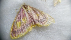 Idaea muricata