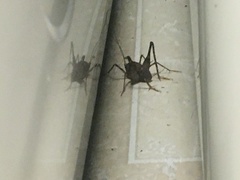 Tachycines asynamorus