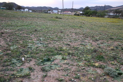 Colchicum capense ciliolatum