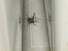 Tachycines asynamorus