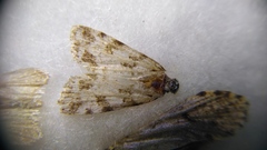 Scoparia ingratella