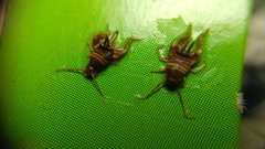 Myrmecophilus acervorum