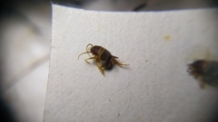 Myrmecophilus acervorum