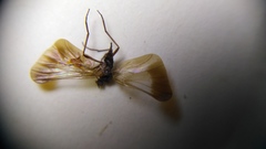 Rhamphomyia marginata