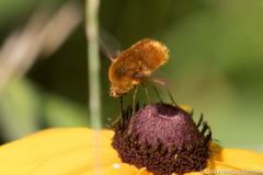 Bombylius comanche