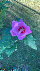 Hibiscus syriacus
