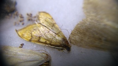 Anania verbascalis