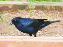 Molothrus bonariensis